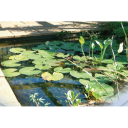 Bassin Jupiter SI Ubbink