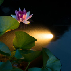 AquaSpotLigh Power Led Ubbink