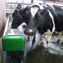 Abreuvoir inox à grande vidange pour vaches laitières GV 230 La Buvette