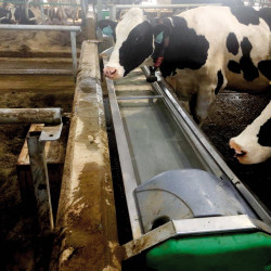 Abreuvoir inox à grande vidange pour vaches laitières GV 230 La Buvette