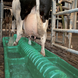 Pédiluve pour les traitements des bovins La Buvette