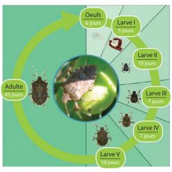 Sachet d’une capsule de phéromone d’agrégation contre la punaise diabolique - Pour piège Diablex