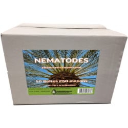Nématodes contre les ravageurs des palmiers
