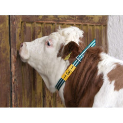 Collier de marquage vert et blanc pour bovins Kerbl
