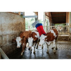 Brosse à vaches 550 W HappyCow MaxiSwing