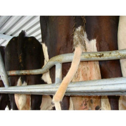 Tondeuse pour queues de vaches Standard TailWell