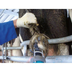 Tondeuse pour queues de vaches Standard TailWell
