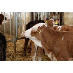 Corde à jouer en coton tressé longueur 100 m – épaisseur 20 mm Kerbl