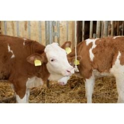 Corde à jouer en coton tressé longueur 100 m – épaisseur 20 mm Kerbl