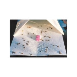 Phéromone Mouche de la cerise (Ceratis capitata), 90 jours