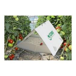 Phéromone Mineuse de la tomate (Tuta absoluta), 90 jours