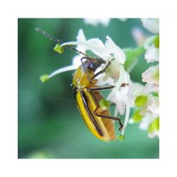 Phéromone Chrysomèle des racines du maïs (Diabrotica Virgifera), 60 jours