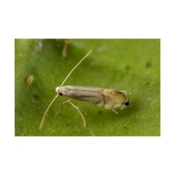 Phéromone Mineuse des feuilles et des pousses des agrumes (Phyllocnistis citrella), 40 jours