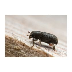 Kairomone Scolyte Tomicus piniperda, 60 jours