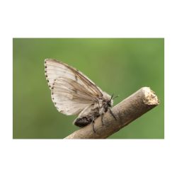 Piège papillons ECONEX PIÈGE G