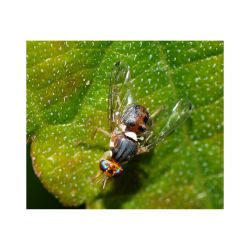 Piège à insectes ECONEX PIÈGE BOUTEILLE