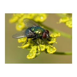 Piège à insectes ECONEX PIÈGE BOUTEILLE