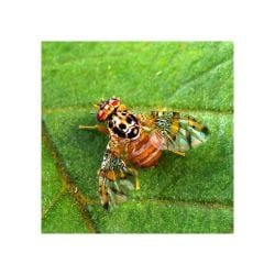 Piège à insectes ECONEX PIÈGE BOUTEILLE