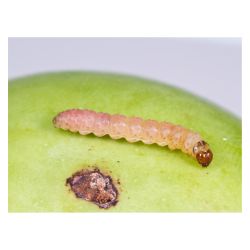 Piège papillons ECONEX POLILLERO VERT