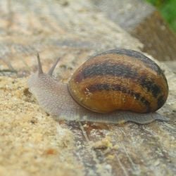 Aliment pour escargot Nutriscargot élevage Le Père François, 25 kg