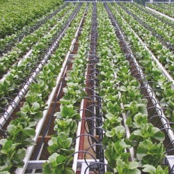 Goutteurs bouton BASIC NETAFIM, 4 l/h, lot 1000 pcs
