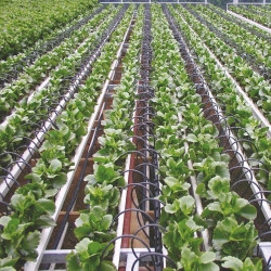 Goutteurs bouton BASIC NETAFIM, 8 l/h, lot 1000 pcs