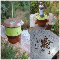Piège Velutina Beevital hautement sélectif pour frelons asiatiques + 1 attractif OFFERT
