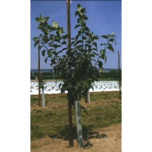 TUBEX FRUITS EXTRA hauteur 75cm