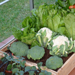 Kit d’irrigation goutte à goutte Canopia