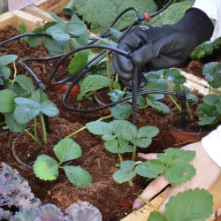 Kit d’irrigation goutte à goutte Canopia