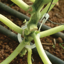 Kit de palissage Canopia pour serre de jardin