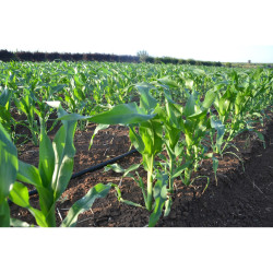 Ligne goutteurs intégrés TYPHOON PLUS NETAFIM, paroi fine, Ø 16 mm, ep. 250 microns, esp. 15 cm, débit 1 l/h, 1900 m