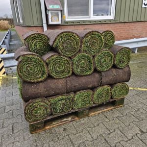 Gazon de Placage Naturel RollGazon Hollande Premium Frozen Traditionnel largeur 54cm Rouleau de 188cm