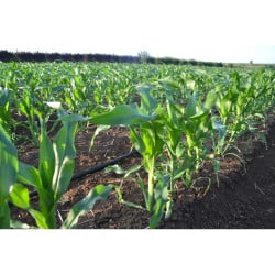 Ligne goutteurs intégrés TYPHOON PLUS NETAFIM, paroi fine, Ø 16 mm, ep. 320 microns, esp. 30 cm, débit 1 l/h, 1600 m