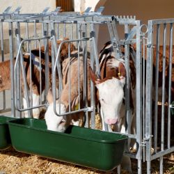 Séparateur Kerbl, pour mangeoires pour CalfHouse Premium X