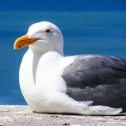 Répulsif Effaroucheur électronique sonore oiseaux Bird-X Peller PRO - Version oiseaux Marins