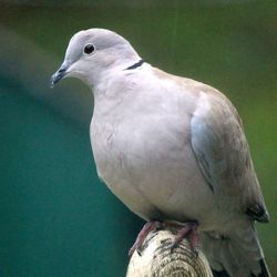 Répulsif Effaroucheur électronique sonore oiseaux Bird-X Peller PRO - Version oiseaux Ville