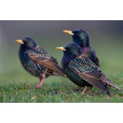 Répulsif Effaroucheur électronique sonore oiseaux Super Bird-X Peller PRO - Version oiseaux Agricoles