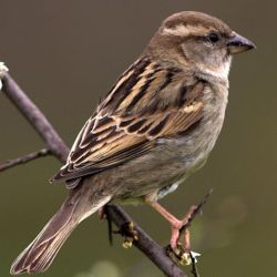 Répulsif Effaroucheur électronique sonore oiseaux Super Bird-X Peller PRO - Version oiseaux Ville