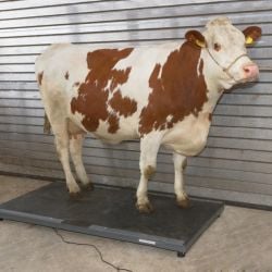 Balance plateforme complète animaux PS3000-LCD, graduation 500 gr, 1500 kg - Brecknell