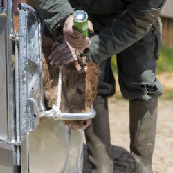 Écorneur à gaz Alios bovins - Express Farming