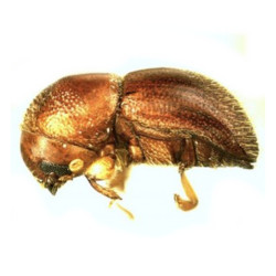 Phéromone Scolyte Xylonsandrus Spp, 60 jours