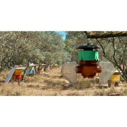 Piège Velutina Beevital hautement sélectif pour frelons asiatiques