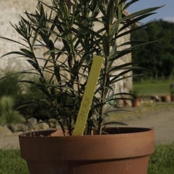 Plaquette à planter 350 x 30 mm pour identifcation des végétaux - Paquet 250 unités Toltex