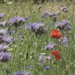 Mélange fleuri Protera BIO mellifère, 14 fleurs, sac 1 kg