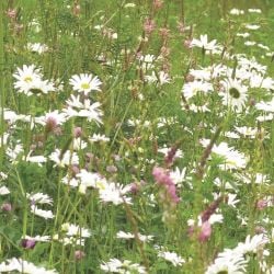 Mélange fleuri Barfleur Api'Cultures, 14 fleurs, sac 1 kg