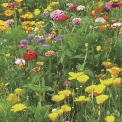 Mélange fleuri Barpaysage Hirondelle, 6 fleurs, sac 1 kg