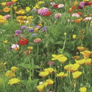 Mélange fleuri Barpaysage Hirondelle, 6 fleurs, sac 1 kg