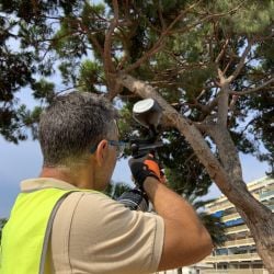 Phéromone contre la processionnaire du pin Pine T Pro Ball, sachet de 100 billes
