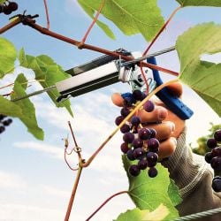 Pince vigne à ligaturer Rapid LIG150